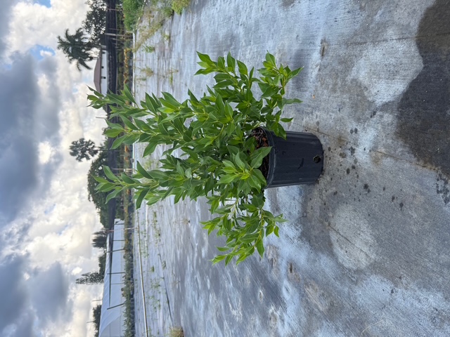 conocarpus-erectus-green-buttonwood