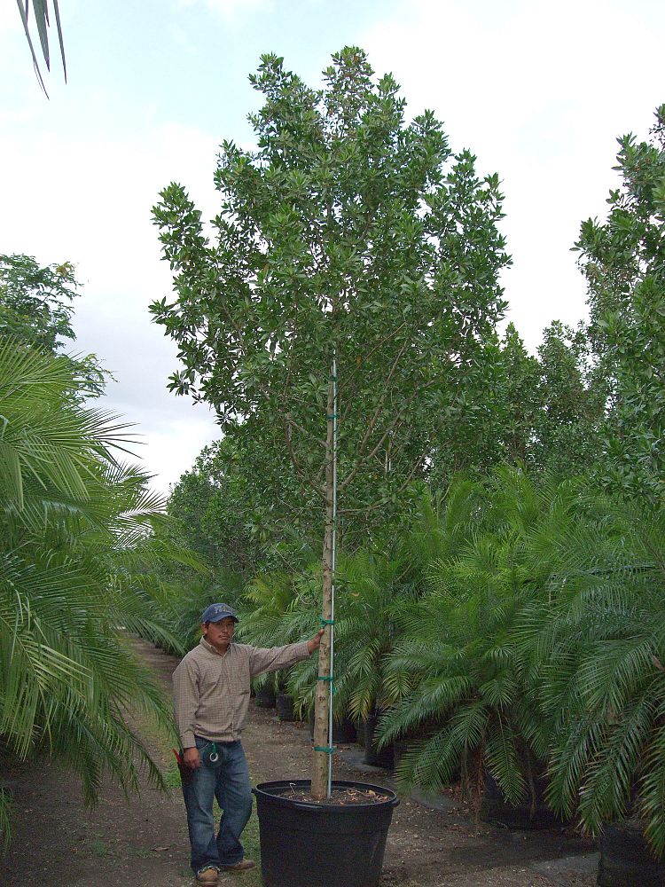 conocarpus-erectus-green-buttonwood