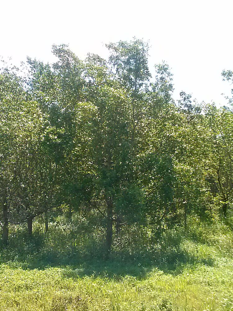 conocarpus-erectus-green-buttonwood
