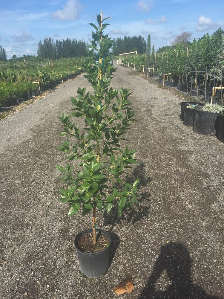 conocarpus-erectus-green-buttonwood