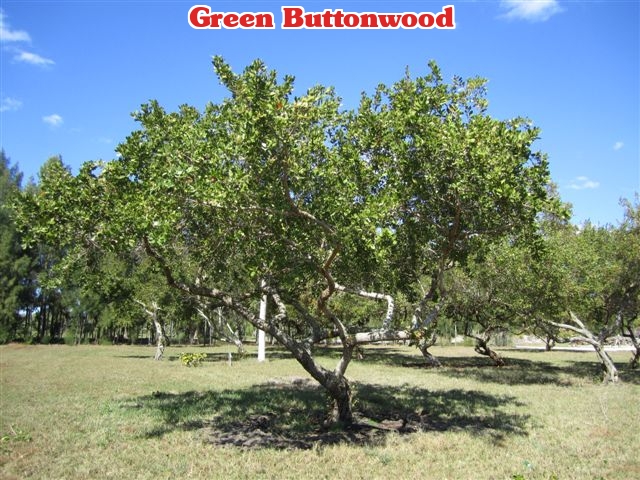 conocarpus-erectus-green-buttonwood