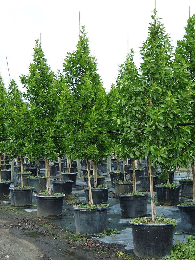 conocarpus-erectus-green-buttonwood