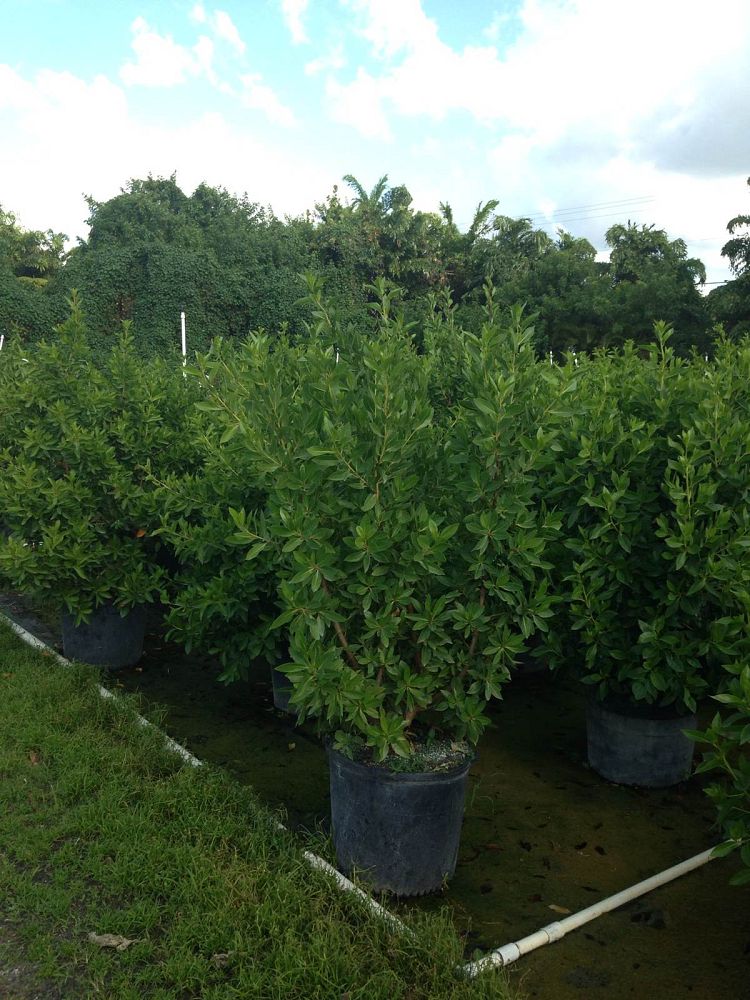 conocarpus-erectus-green-buttonwood