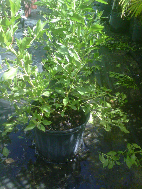 conocarpus-erectus-green-buttonwood