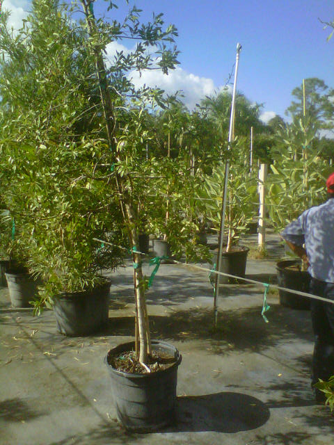 conocarpus-erectus-green-buttonwood