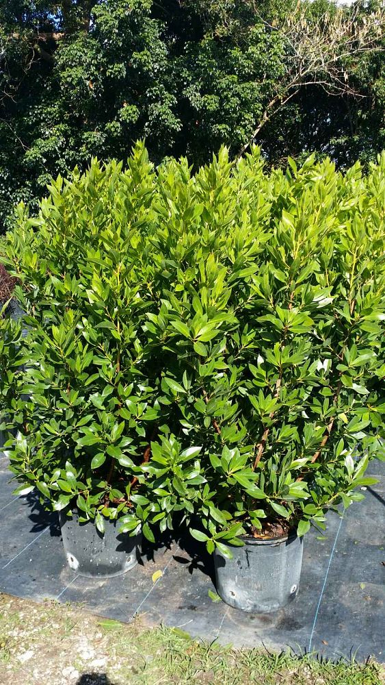 conocarpus-erectus-green-buttonwood
