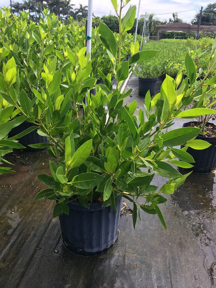 conocarpus-erectus-green-buttonwood