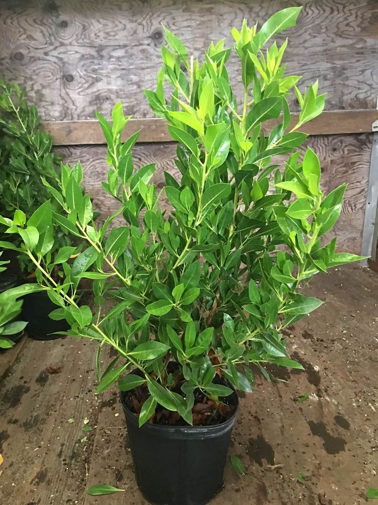 conocarpus-erectus-green-buttonwood