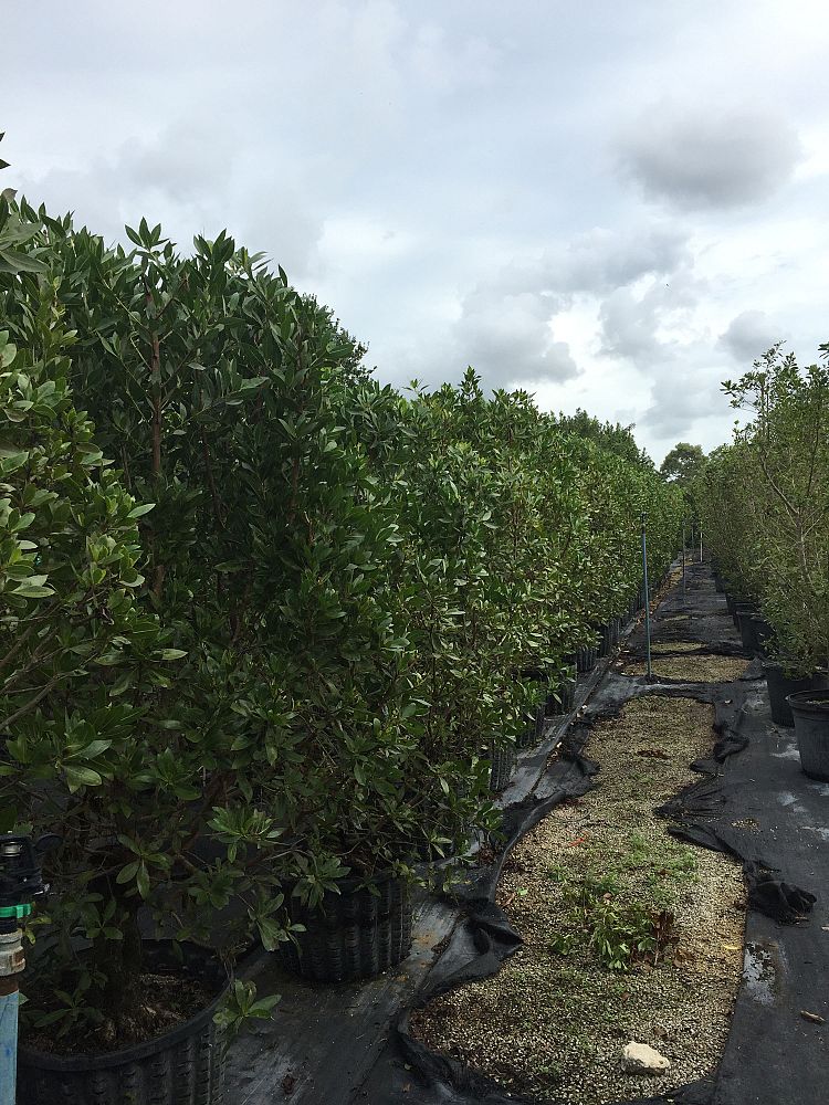 conocarpus-erectus-green-buttonwood