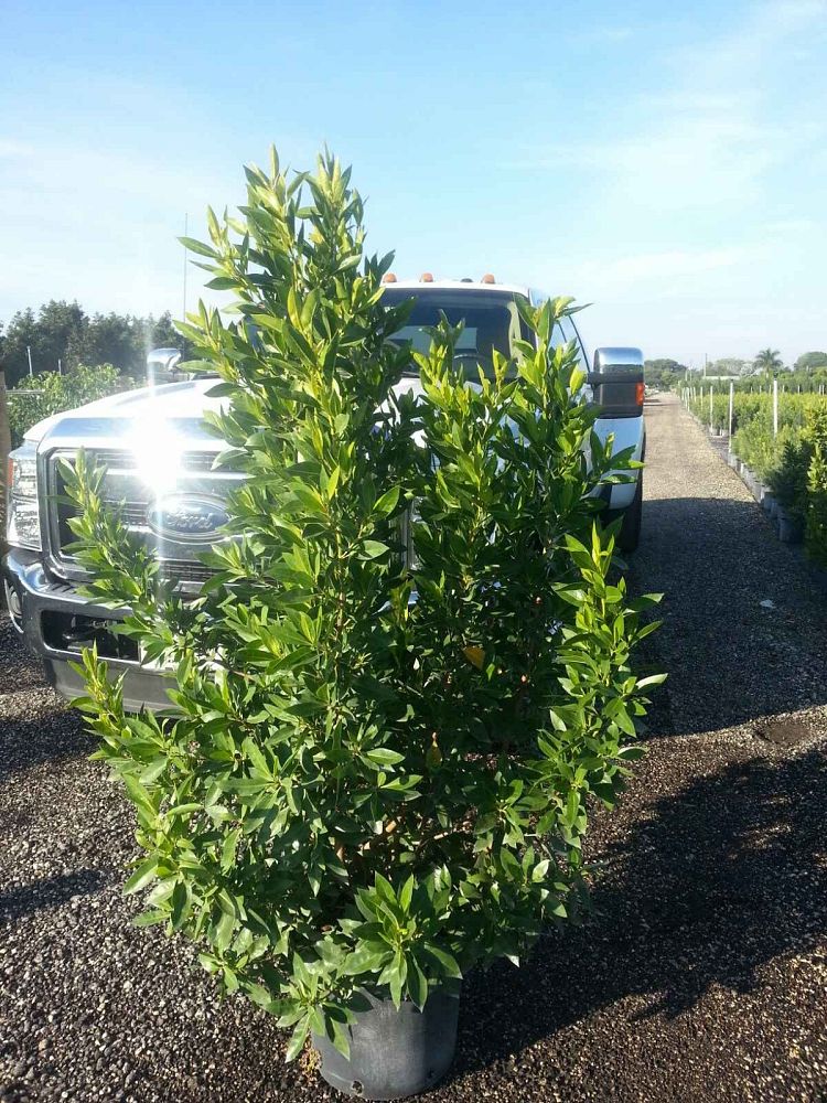 conocarpus-erectus-green-buttonwood