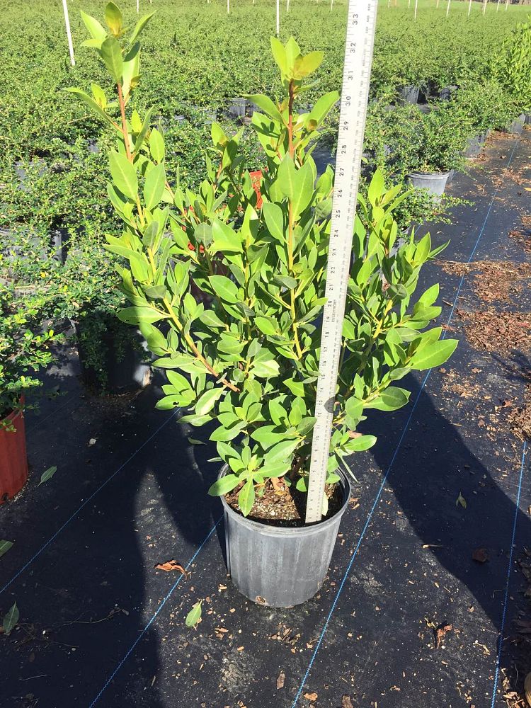 conocarpus-erectus-green-buttonwood