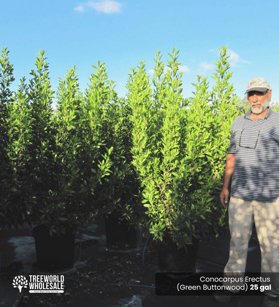conocarpus-erectus-green-buttonwood