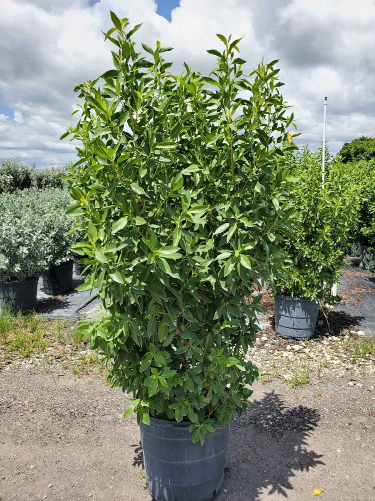 conocarpus-erectus-green-buttonwood