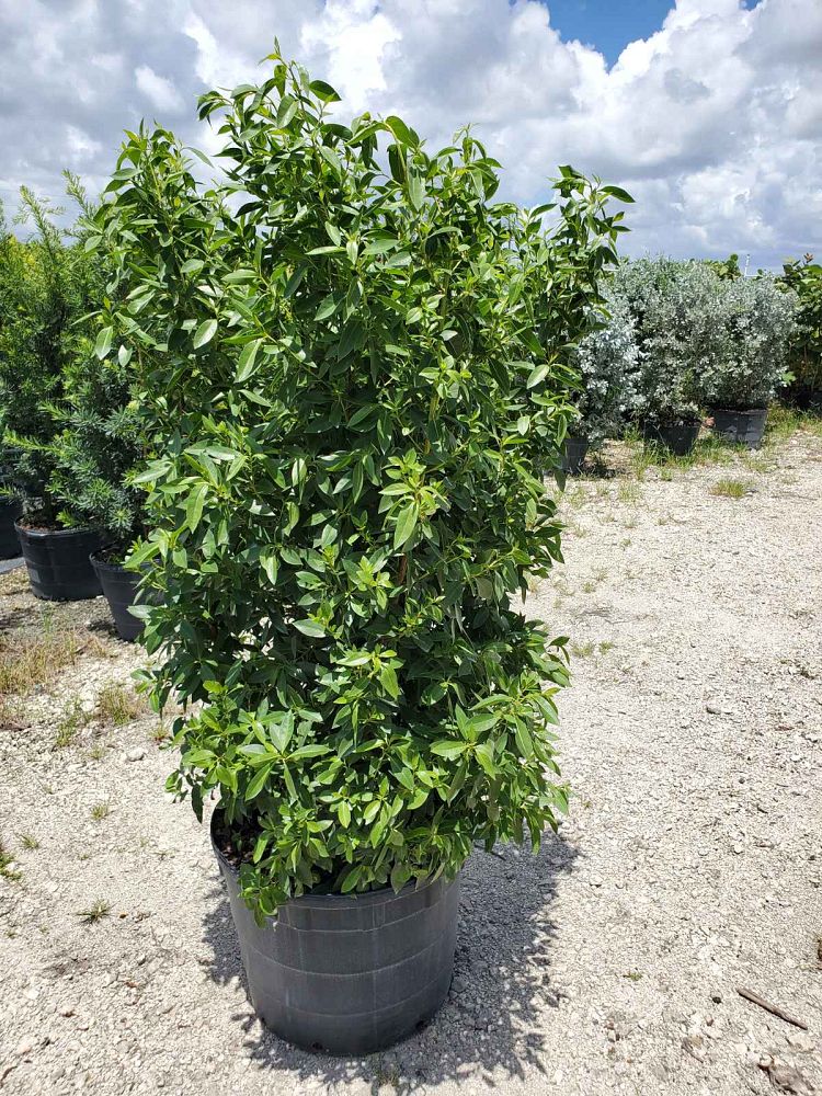 conocarpus-erectus-green-buttonwood