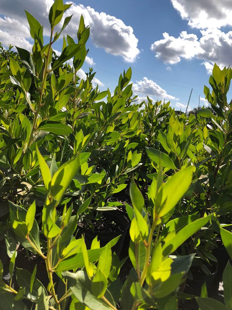 conocarpus-erectus-green-buttonwood