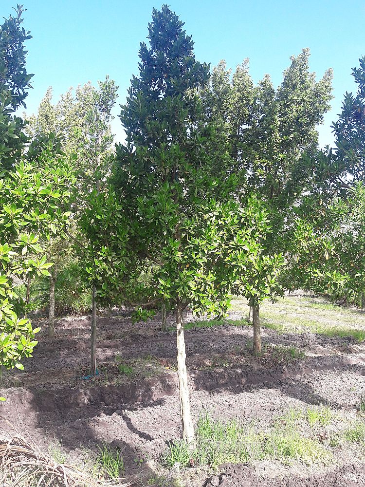 conocarpus-erectus-green-buttonwood
