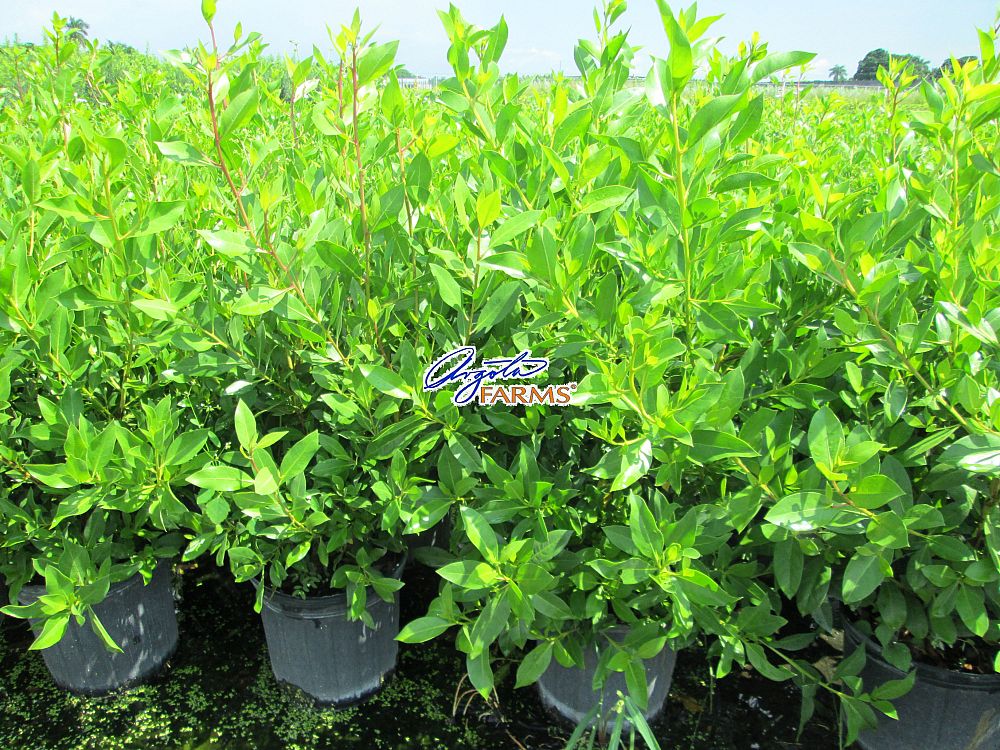 conocarpus-erectus-green-buttonwood