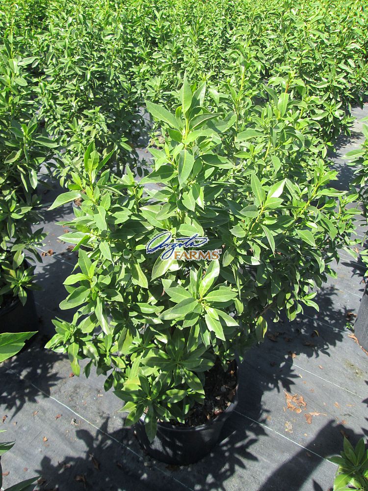 conocarpus-erectus-green-buttonwood