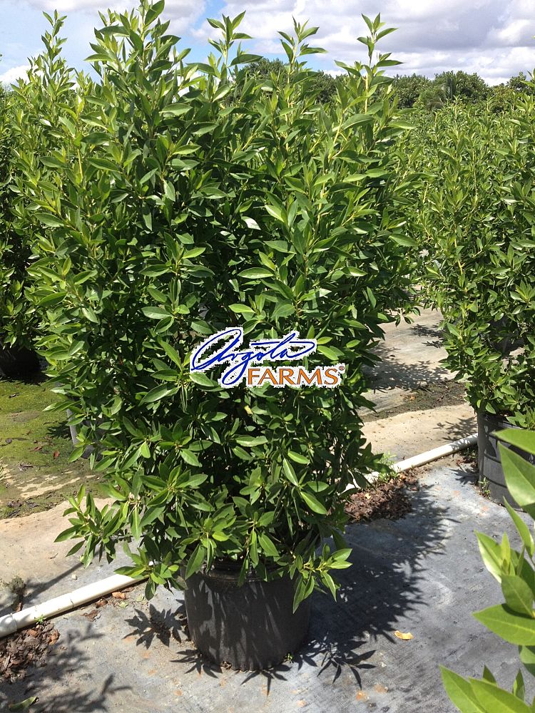 conocarpus-erectus-green-buttonwood