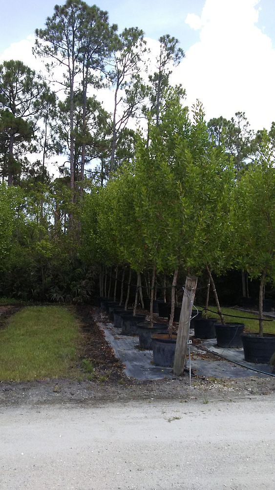 conocarpus-erectus-green-buttonwood