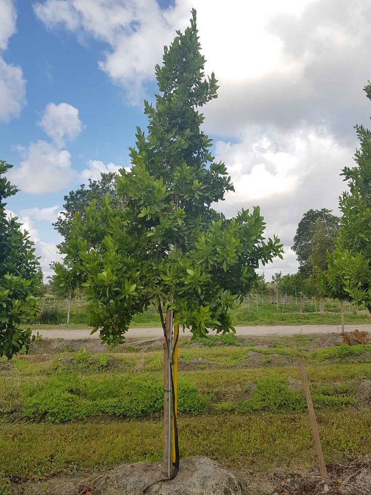 conocarpus-erectus-green-buttonwood