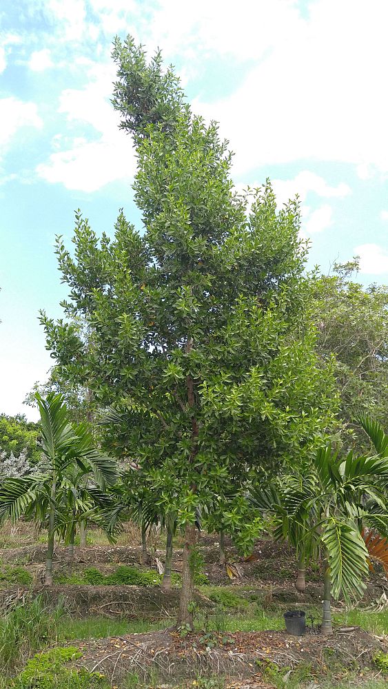 conocarpus-erectus-green-buttonwood