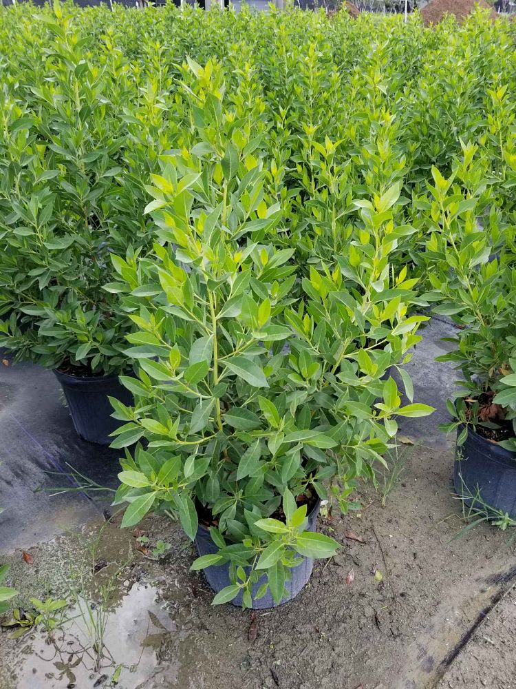 conocarpus-erectus-green-buttonwood