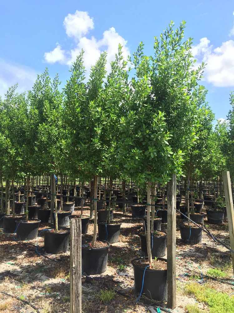 conocarpus-erectus-green-buttonwood