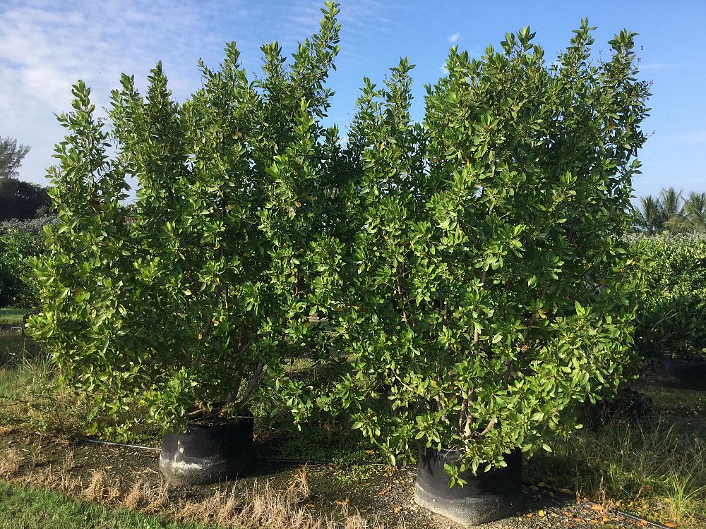 Snapper Creek Nursery Homestead