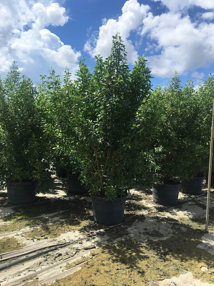 conocarpus-erectus-green-buttonwood