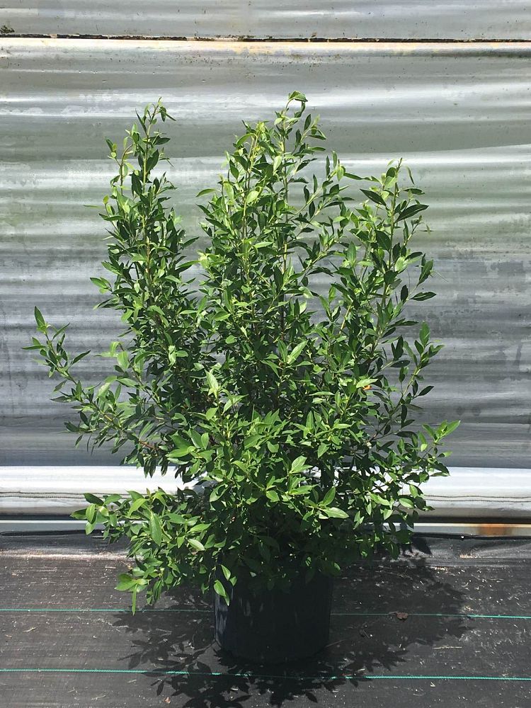 conocarpus-erectus-green-buttonwood