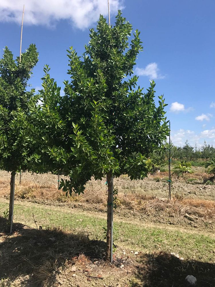 conocarpus-erectus-green-buttonwood