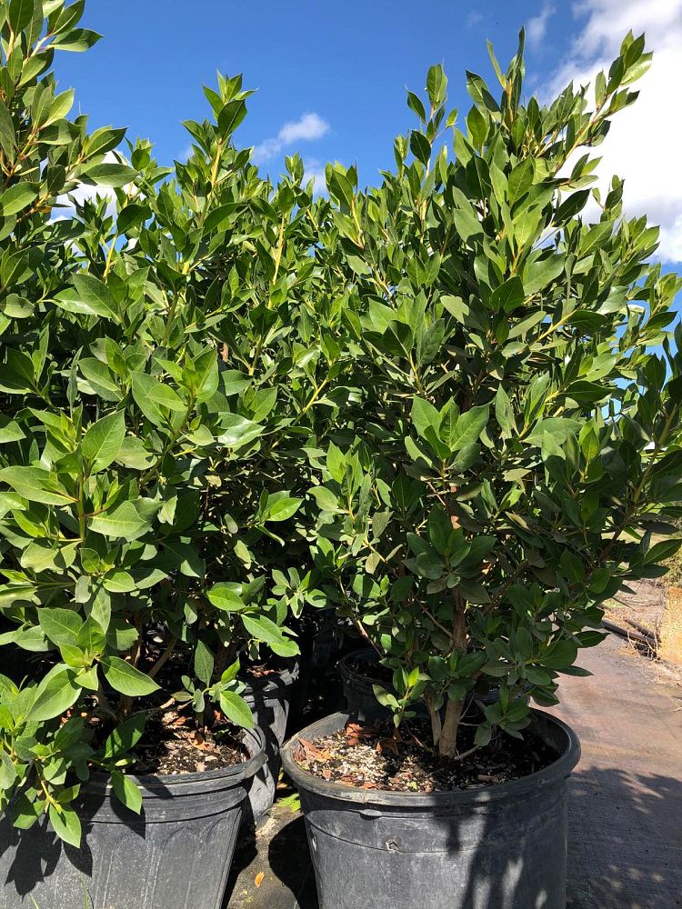 conocarpus-erectus-green-buttonwood