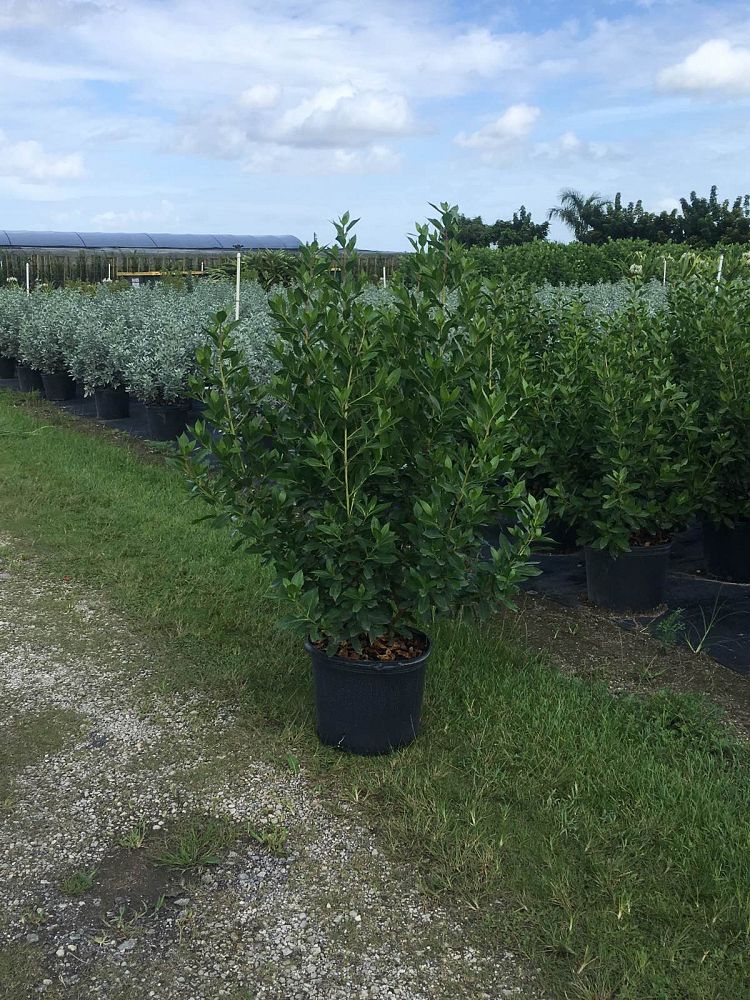 conocarpus-erectus-green-buttonwood