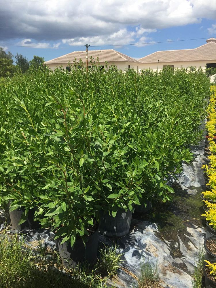 conocarpus-erectus-green-buttonwood