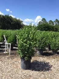 conocarpus-erectus-green-buttonwood