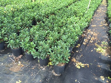 conocarpus-erectus-green-buttonwood