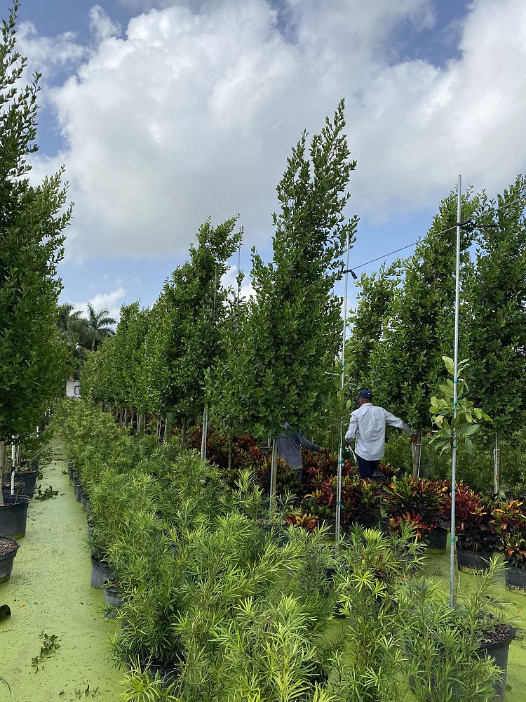 conocarpus-erectus-green-buttonwood