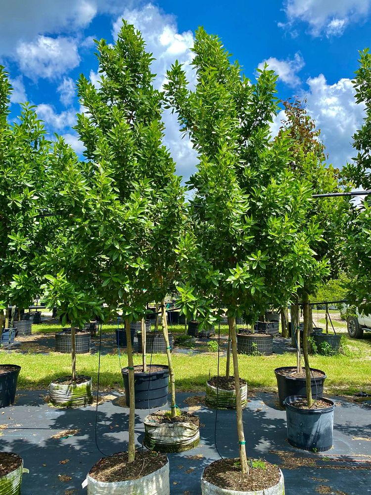 conocarpus-erectus-green-buttonwood