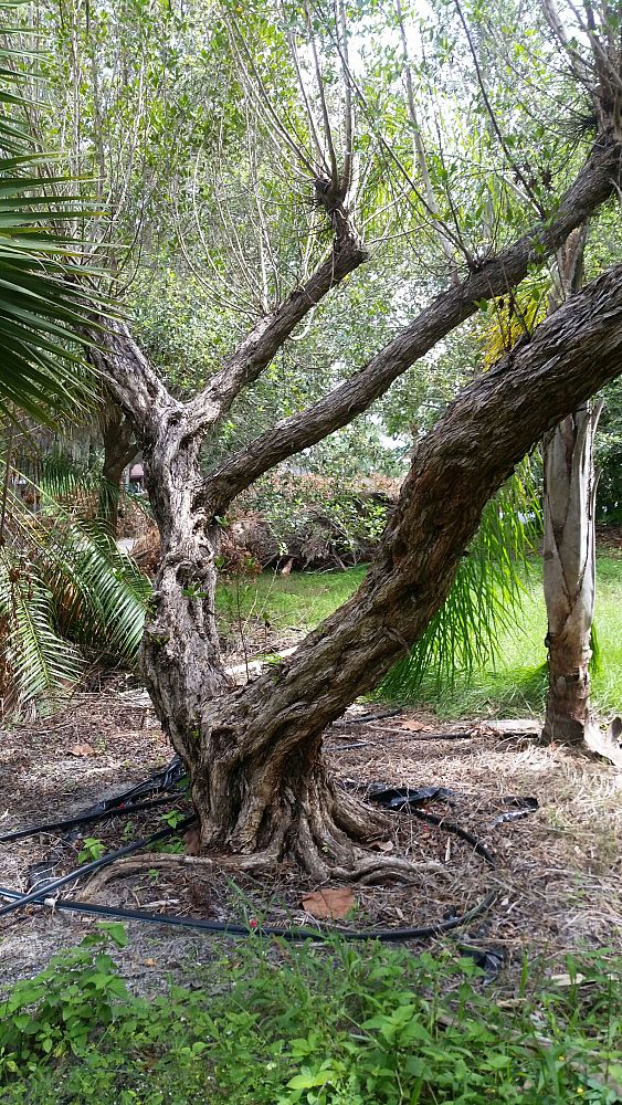 conocarpus-erectus-green-buttonwood
