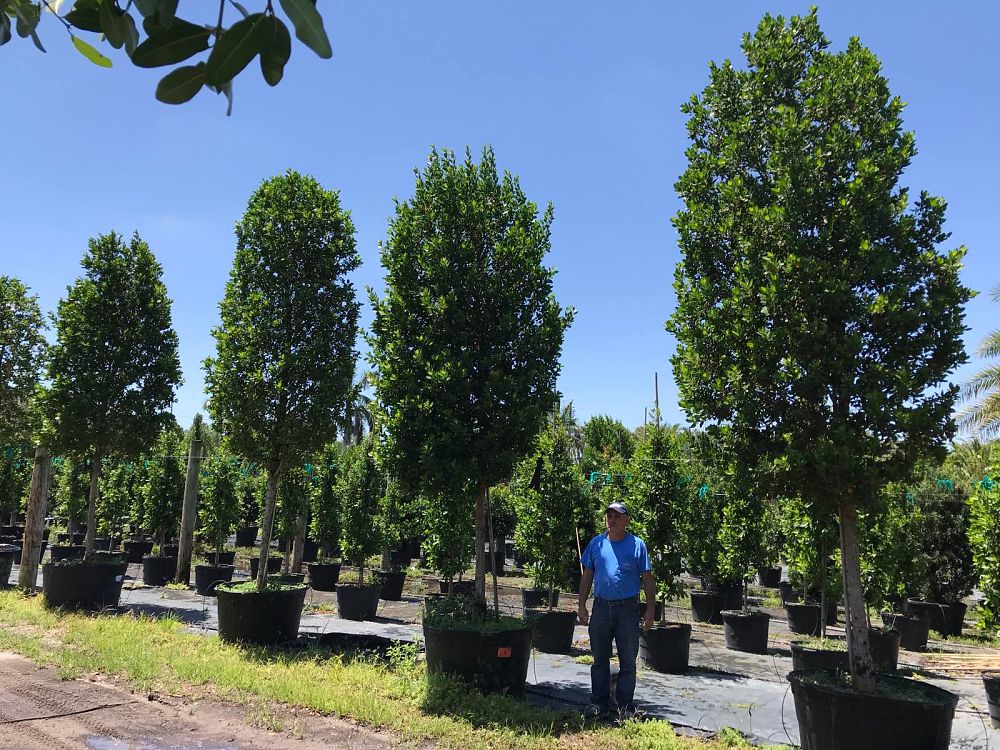 conocarpus-erectus-green-buttonwood