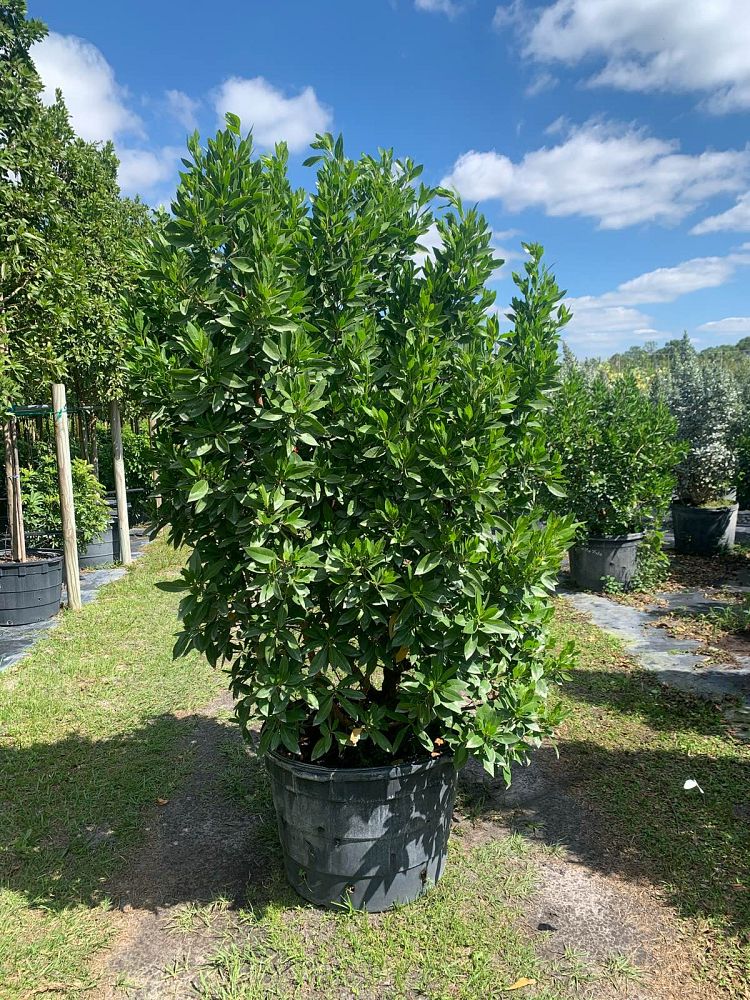 conocarpus-erectus-green-buttonwood