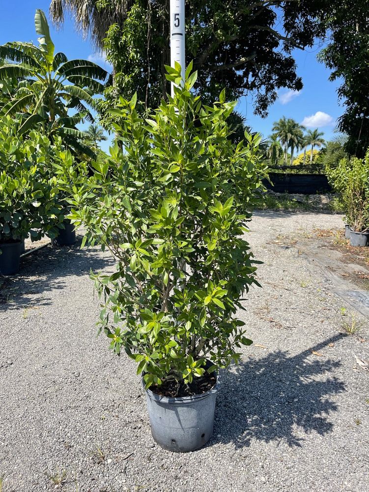 conocarpus-erectus-green-buttonwood