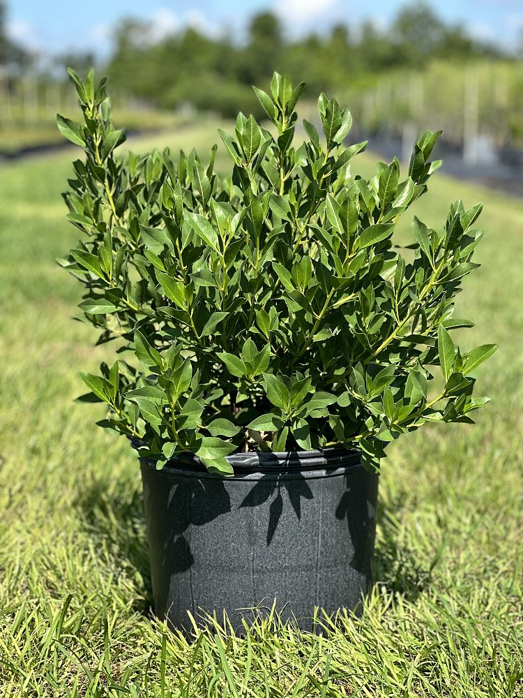 conocarpus-erectus-green-buttonwood