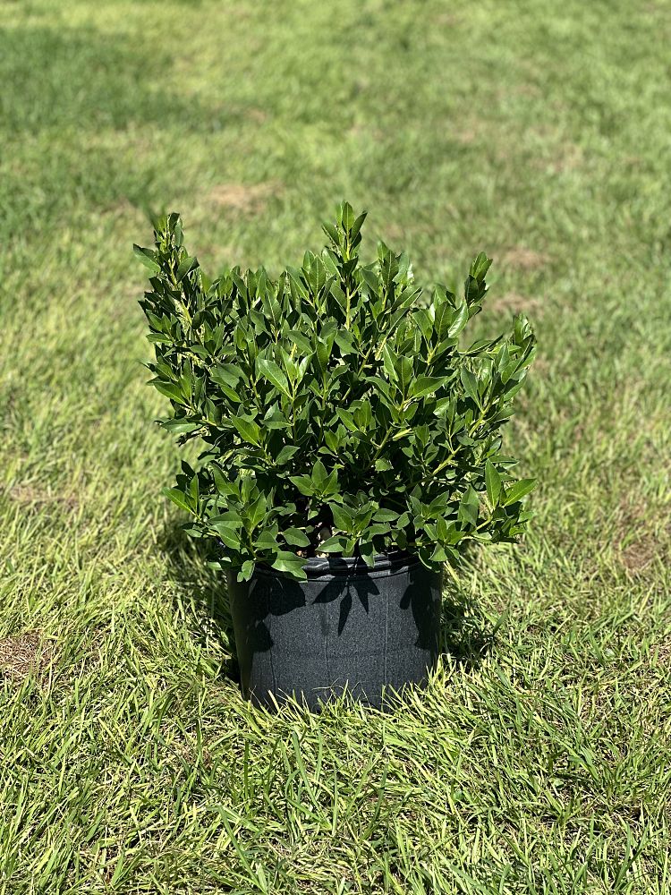 conocarpus-erectus-green-buttonwood