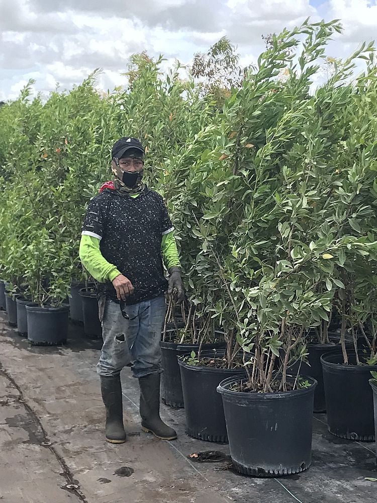 conocarpus-erectus-green-buttonwood