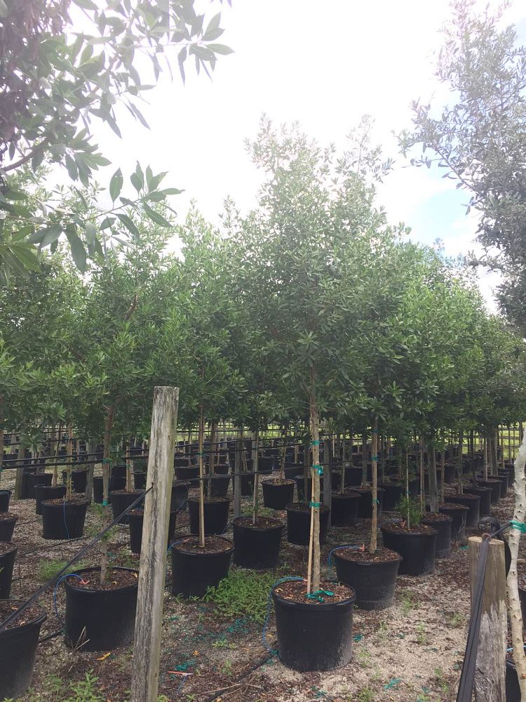 conocarpus-erectus-green-buttonwood
