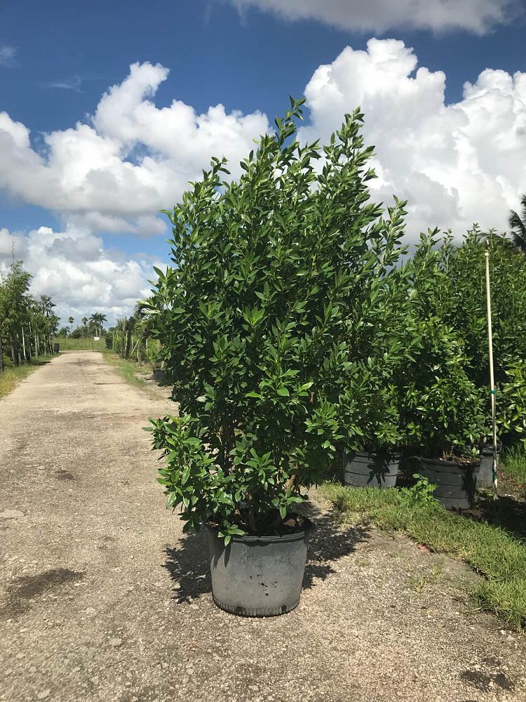 conocarpus-erectus-green-buttonwood