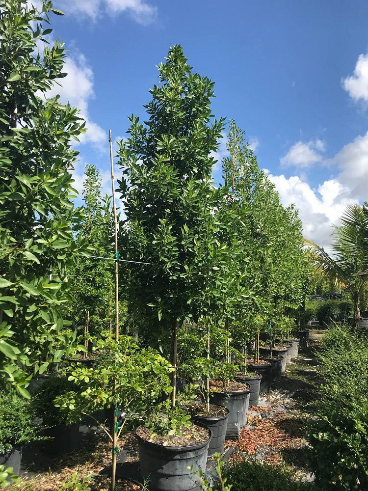 conocarpus-erectus-green-buttonwood