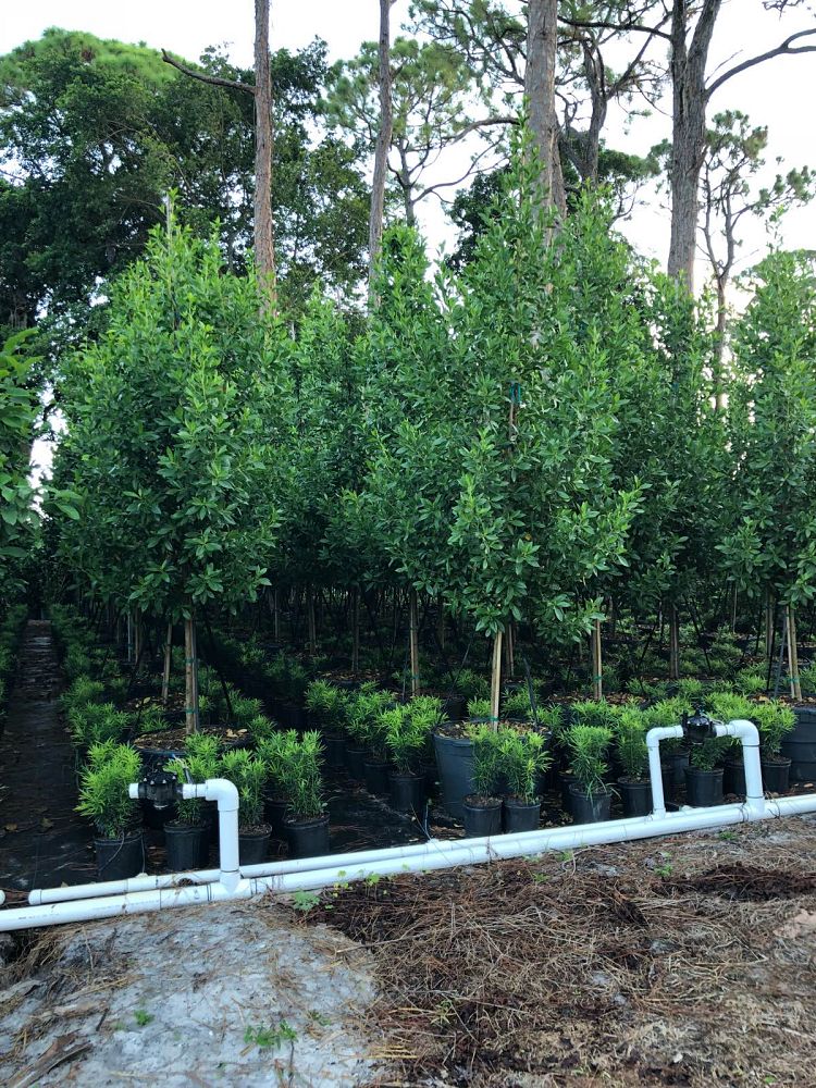 conocarpus-erectus-green-buttonwood